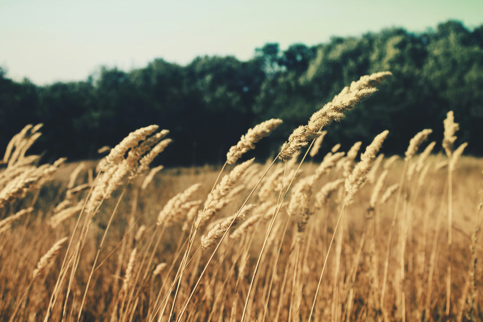 Vata Dosha; What is it and how to balance it